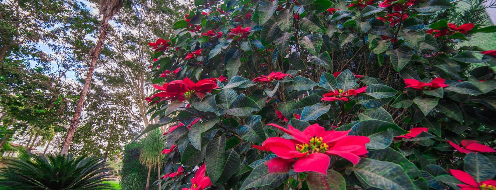 Aldeia do Vale Imóveis-583